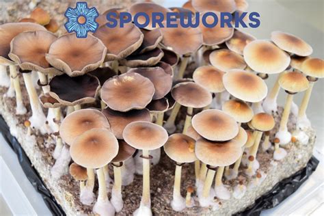 cubensis sporen|Cubensis Spore Syringes for Microscopy 